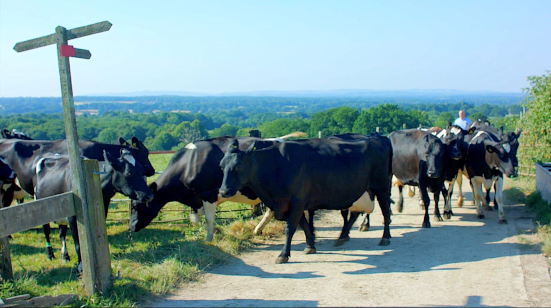 bookham harrison farm cows